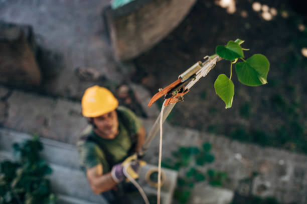 How Our Tree Care Process Works  in Linden, NJ